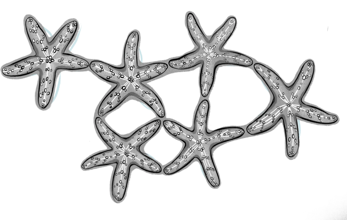A network of interlinked starfish